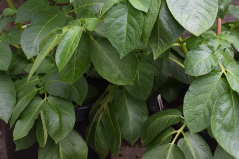 Potato foliage